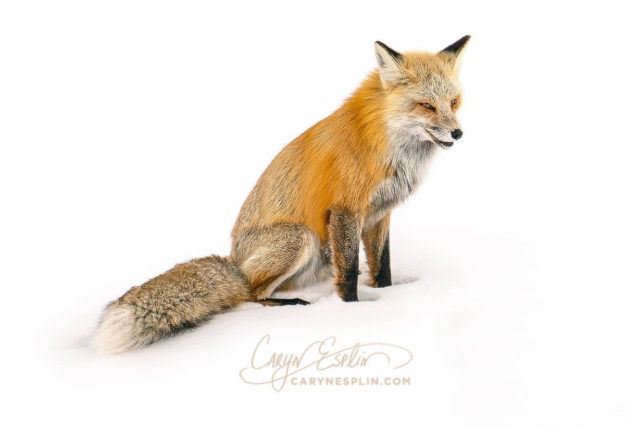0-Fox