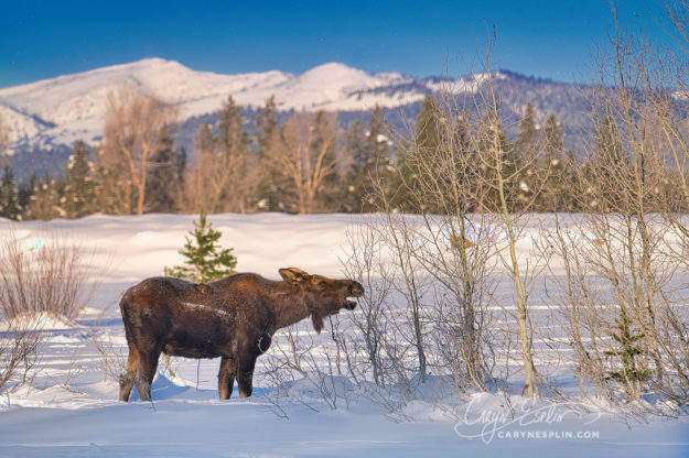 Moose in Island Park Idaho by Caryn Esplin