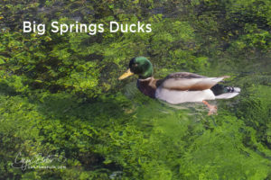 Mallard Ducks at Big Springs in Island Park, Idaho by Caryn Esplin