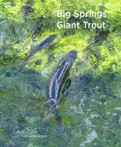 Giant Trout at the Big Springs Bridge in Island Park, Idaho by Caryn Esplin