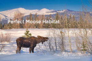 Perfect Moose Habitat along the Island Park Waterways by Caryn Esplin